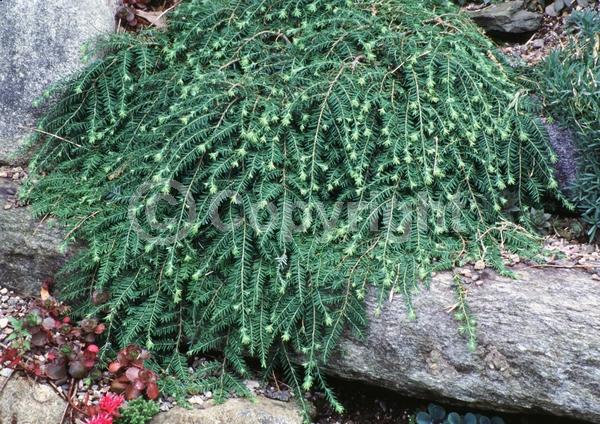 Yellow blooms; Green blooms; Evergreen; Needles or needle-like leaf