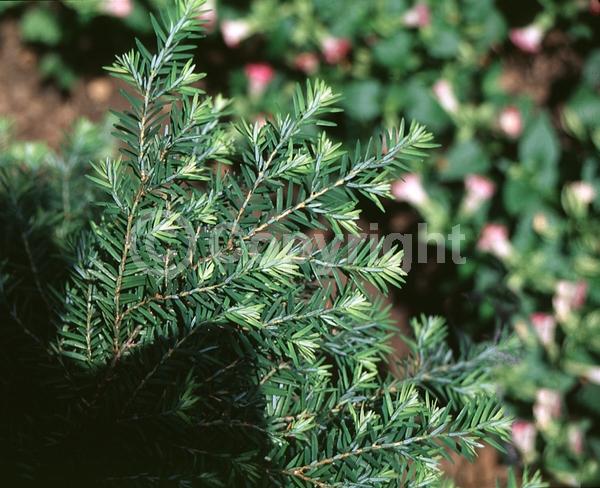 Yellow blooms; Green blooms; Evergreen; Needles or needle-like leaf