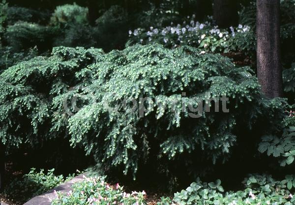 Yellow blooms; Green blooms; Evergreen; Needles or needle-like leaf