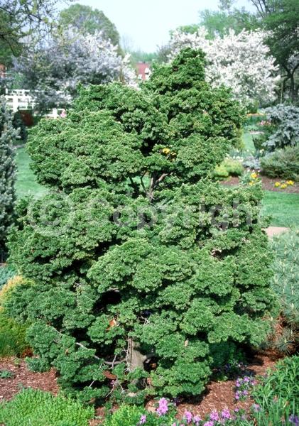 Yellow blooms; Green blooms; Evergreen; Needles or needle-like leaf