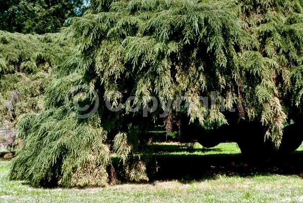 Yellow blooms; Green blooms; Evergreen; Needles or needle-like leaf