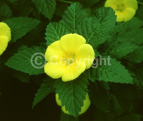 Yellow blooms; Evergreen