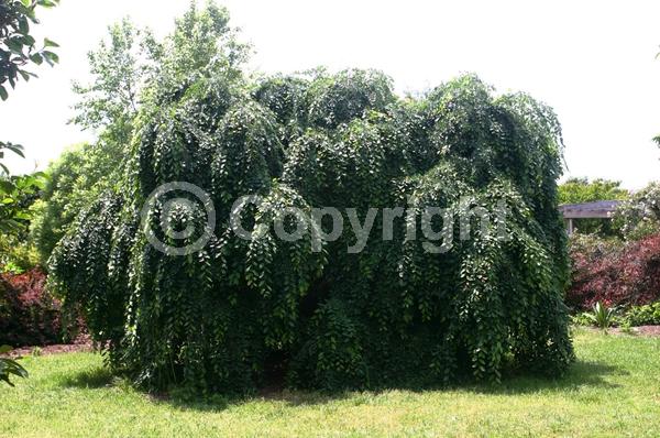 Green blooms; Deciduous; Broadleaf