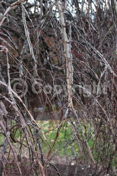 Green blooms; Deciduous; Broadleaf