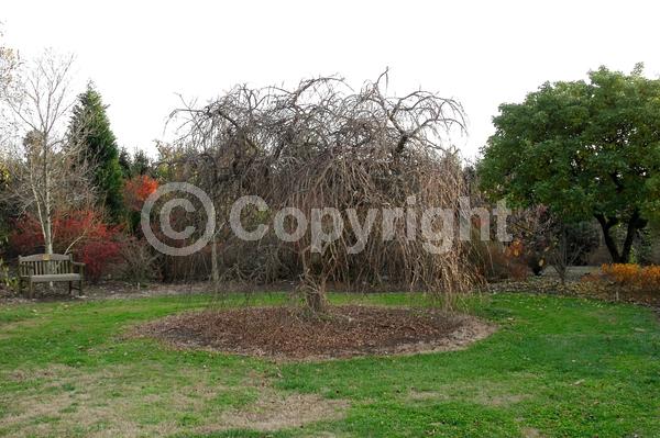 Green blooms; Deciduous; Broadleaf