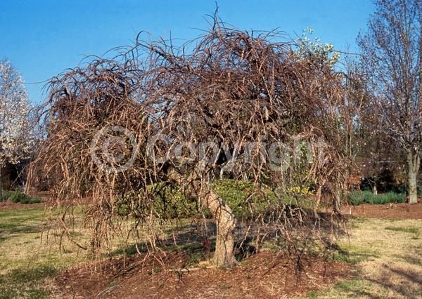 Green blooms; Deciduous; Broadleaf