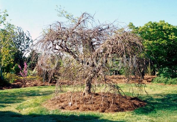 Green blooms; Deciduous; Broadleaf