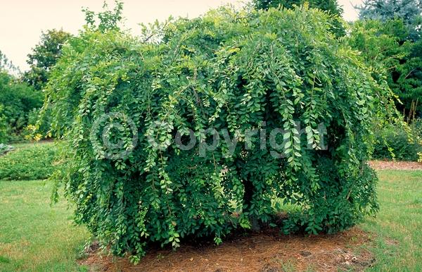 Green blooms; Deciduous; Broadleaf