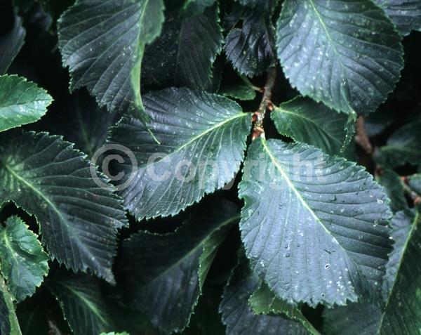Green blooms; Deciduous; Broadleaf