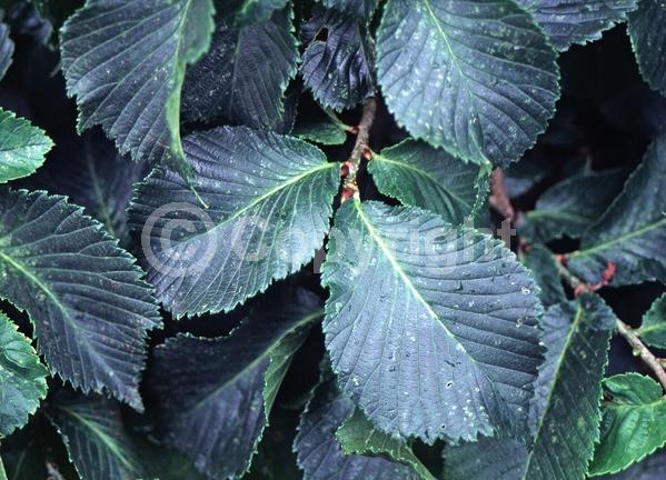 Green blooms; Deciduous; Broadleaf