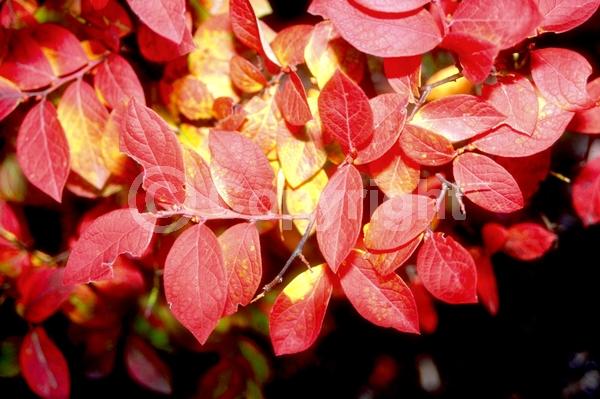 White blooms; Deciduous; Broadleaf; North American Native