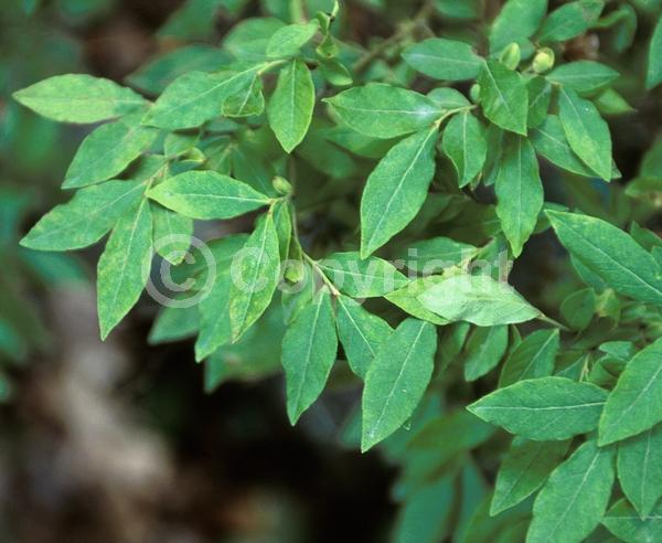 White blooms; Deciduous; Broadleaf; North American Native