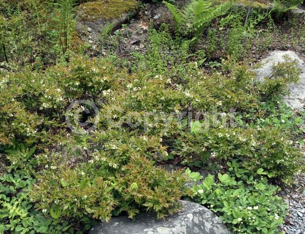 White blooms; Deciduous; Broadleaf; North American Native