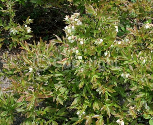 White blooms; Deciduous; Broadleaf; North American Native