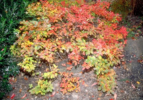 White blooms; Deciduous; Broadleaf; North American Native