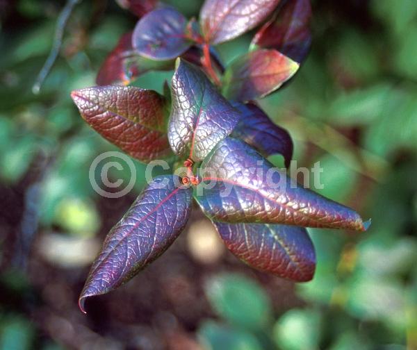 White blooms; Deciduous; Broadleaf; North American Native