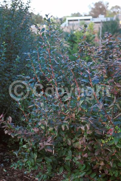 White blooms; Deciduous; Broadleaf; North American Native