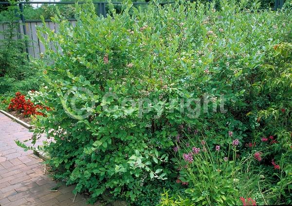White blooms; Deciduous; Broadleaf; North American Native