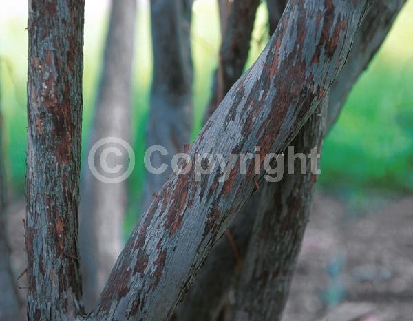 White blooms; Deciduous; Broadleaf; North American Native