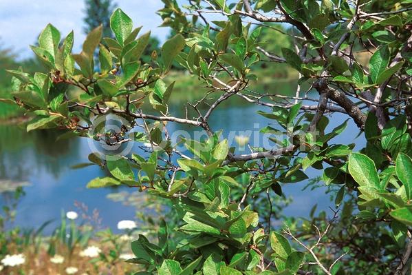 White blooms; Deciduous; Broadleaf; North American Native