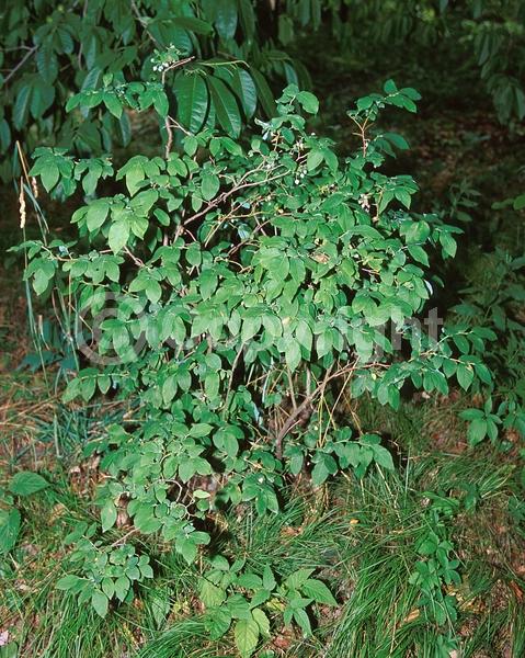 White blooms; Deciduous; Broadleaf; North American Native