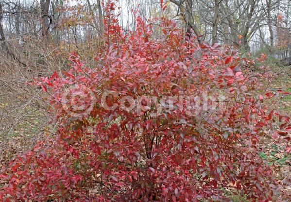 White blooms; Deciduous; Broadleaf; North American Native