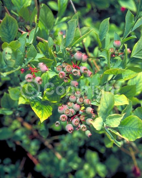 White blooms; Deciduous; Broadleaf; North American Native