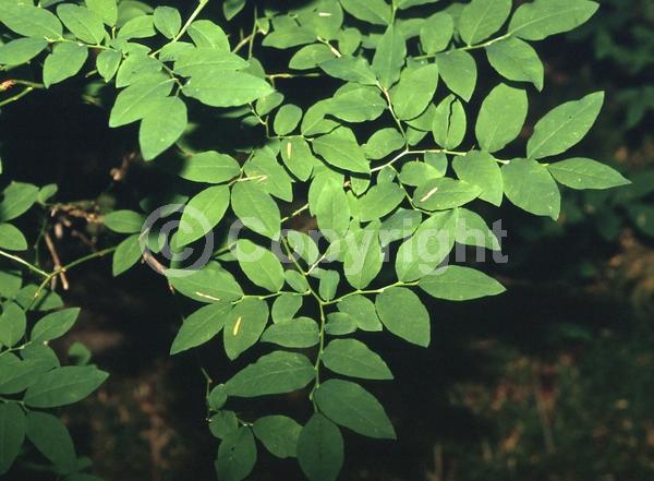 North American Native