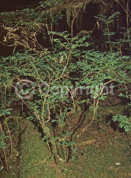 White blooms; North American Native