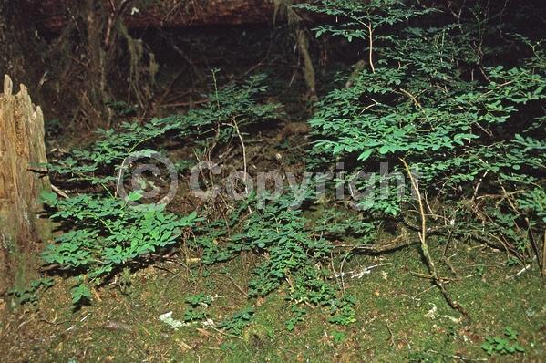 White blooms; North American Native