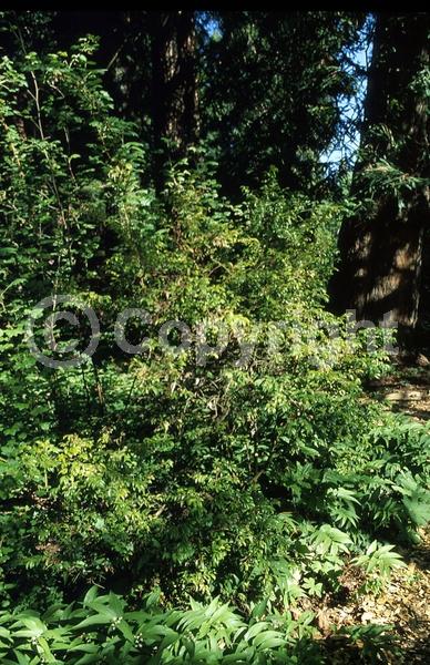 White blooms; Evergreen; North American Native