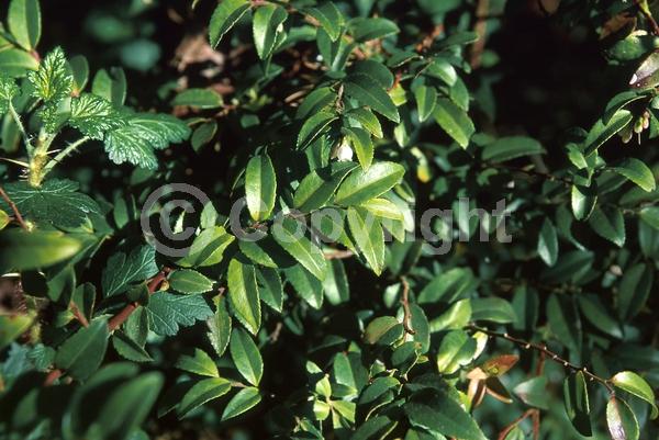 White blooms; Evergreen; North American Native
