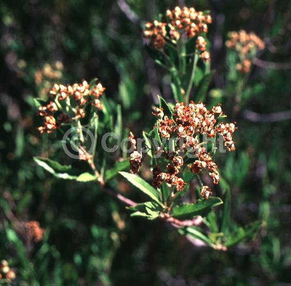 Red blooms; White blooms; Evergreen; North American Native
