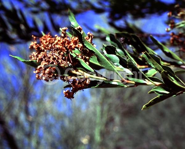 Red blooms; White blooms; Evergreen; North American Native