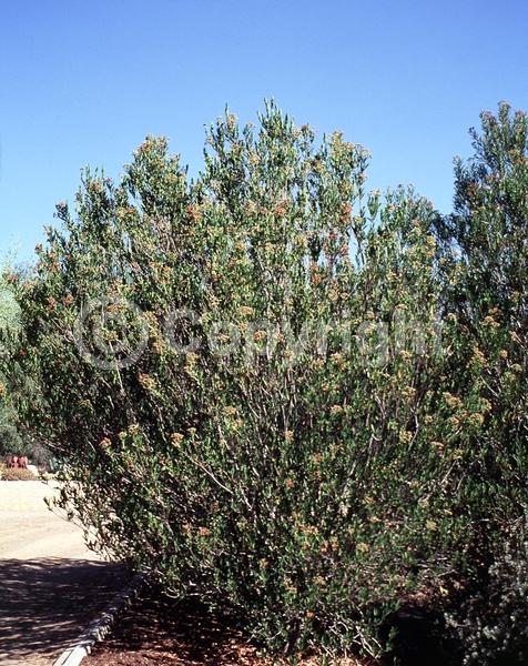 Red blooms; White blooms; Evergreen; North American Native