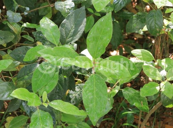 White blooms; Pink blooms; Evergreen; Needles or needle-like leaf