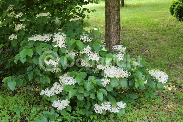 White blooms; Deciduous; Broadleaf; North American Native