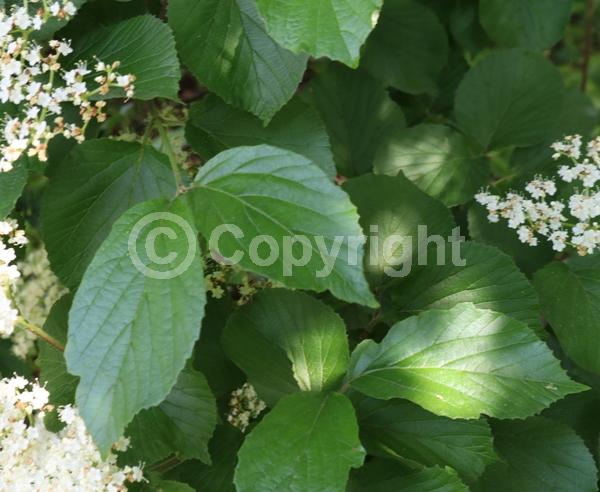 White blooms; Deciduous; Broadleaf; North American Native