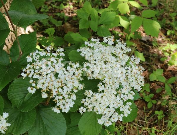 White blooms; Deciduous; Broadleaf; North American Native