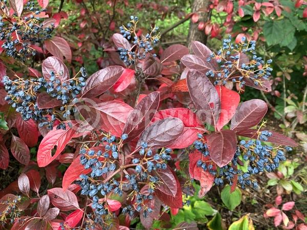 Yellow blooms; White blooms; Deciduous; Broadleaf; North American Native;Yellow blooms; White blooms; Deciduous; Broadleaf; North American Native