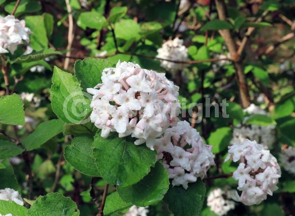White blooms; Pink blooms; Deciduous; Broadleaf