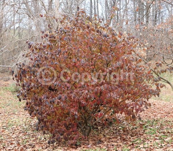 White blooms; Pink blooms; Deciduous; Broadleaf