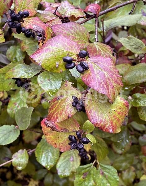 White blooms; Pink blooms; Deciduous; Broadleaf