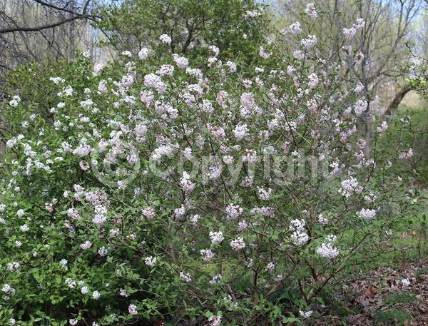 White blooms; Pink blooms; Deciduous; Broadleaf