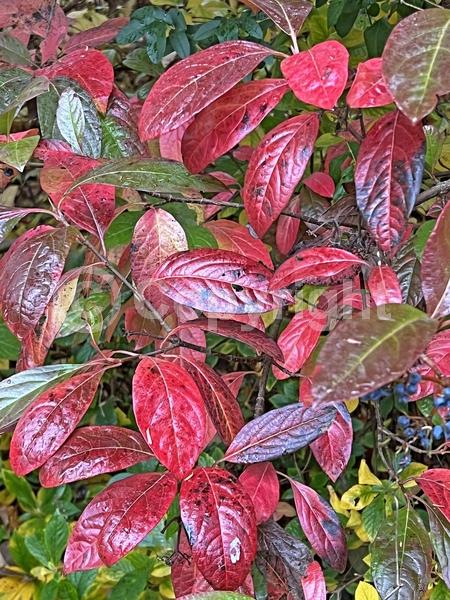 Yellow blooms; White blooms; Deciduous; Broadleaf; North American Native