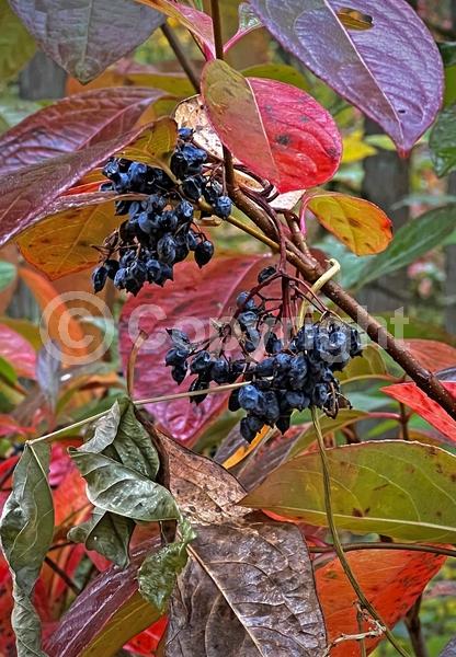 Yellow blooms; White blooms; Deciduous; Broadleaf; North American Native