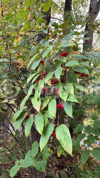 White blooms; Deciduous; Broadleaf
