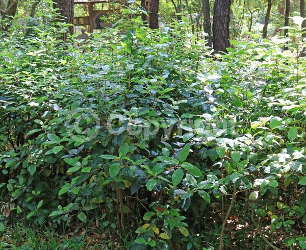 White blooms; Pink blooms; Evergreen; Needles or needle-like leaf