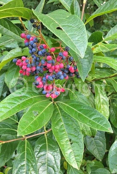 White blooms; Deciduous; Broadleaf; North American Native