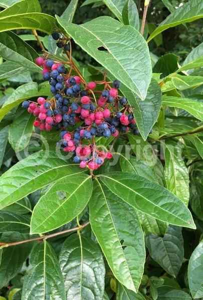 White blooms; Deciduous; Broadleaf; North American Native